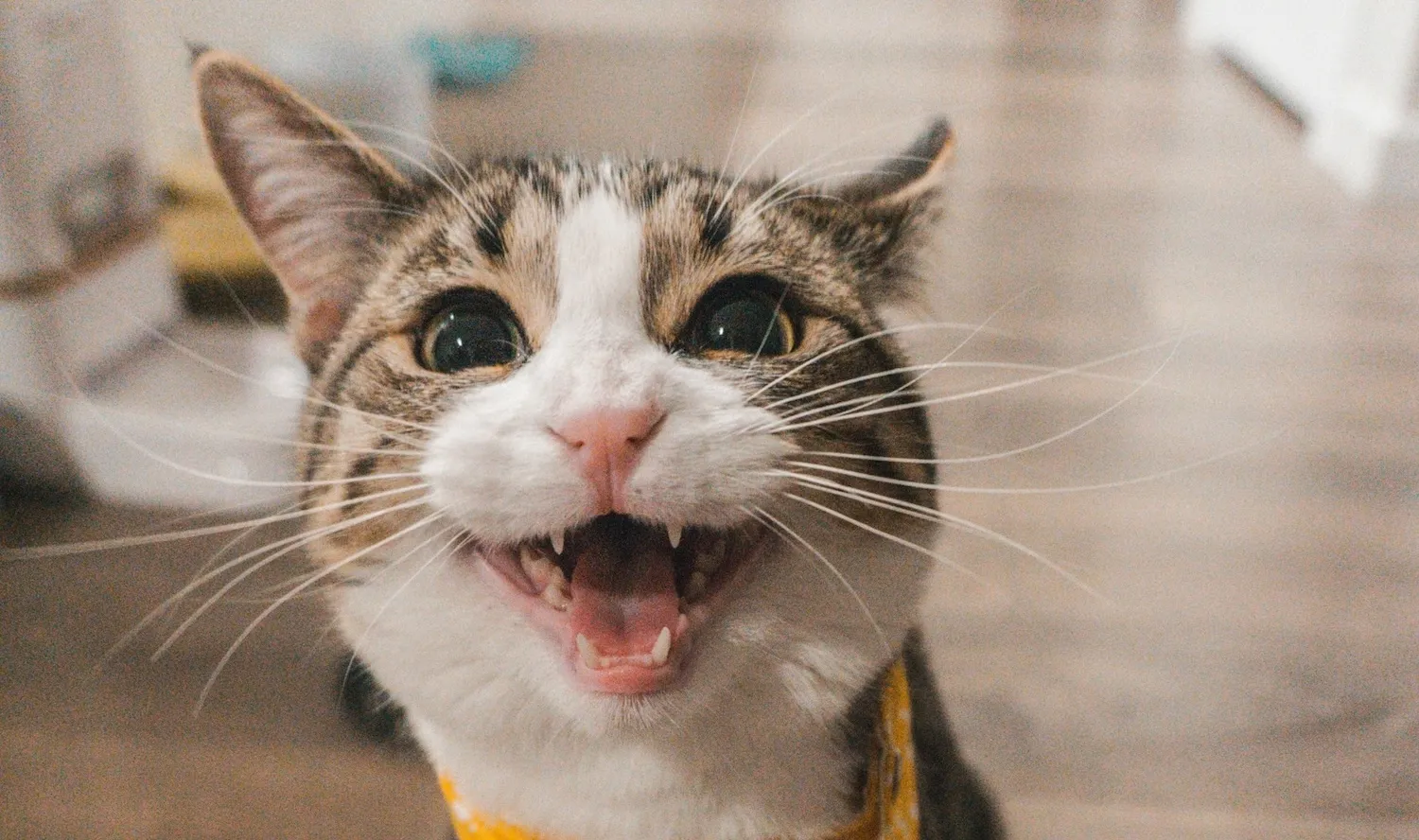 5 gadgets voor katten waar jouw kat heel veel plezier van gaat hebben