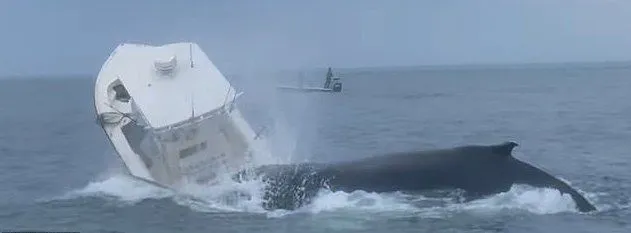 Gigantische walvis springt op vissersbootje voor Amerikaanse kust