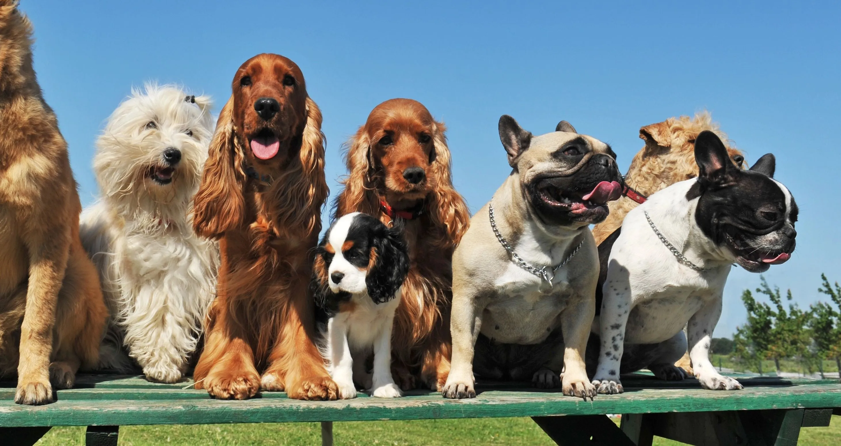 DogGPT is de nieuwe AI matchmaker voor hond en baasje