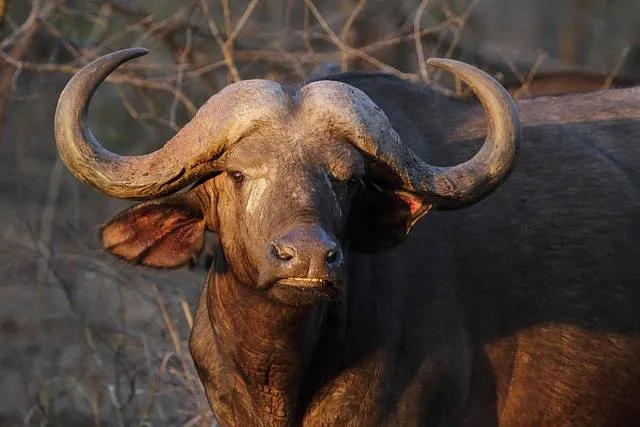 Waterbuffels: het geheime wapen van de Braziliaanse politie op Marajó