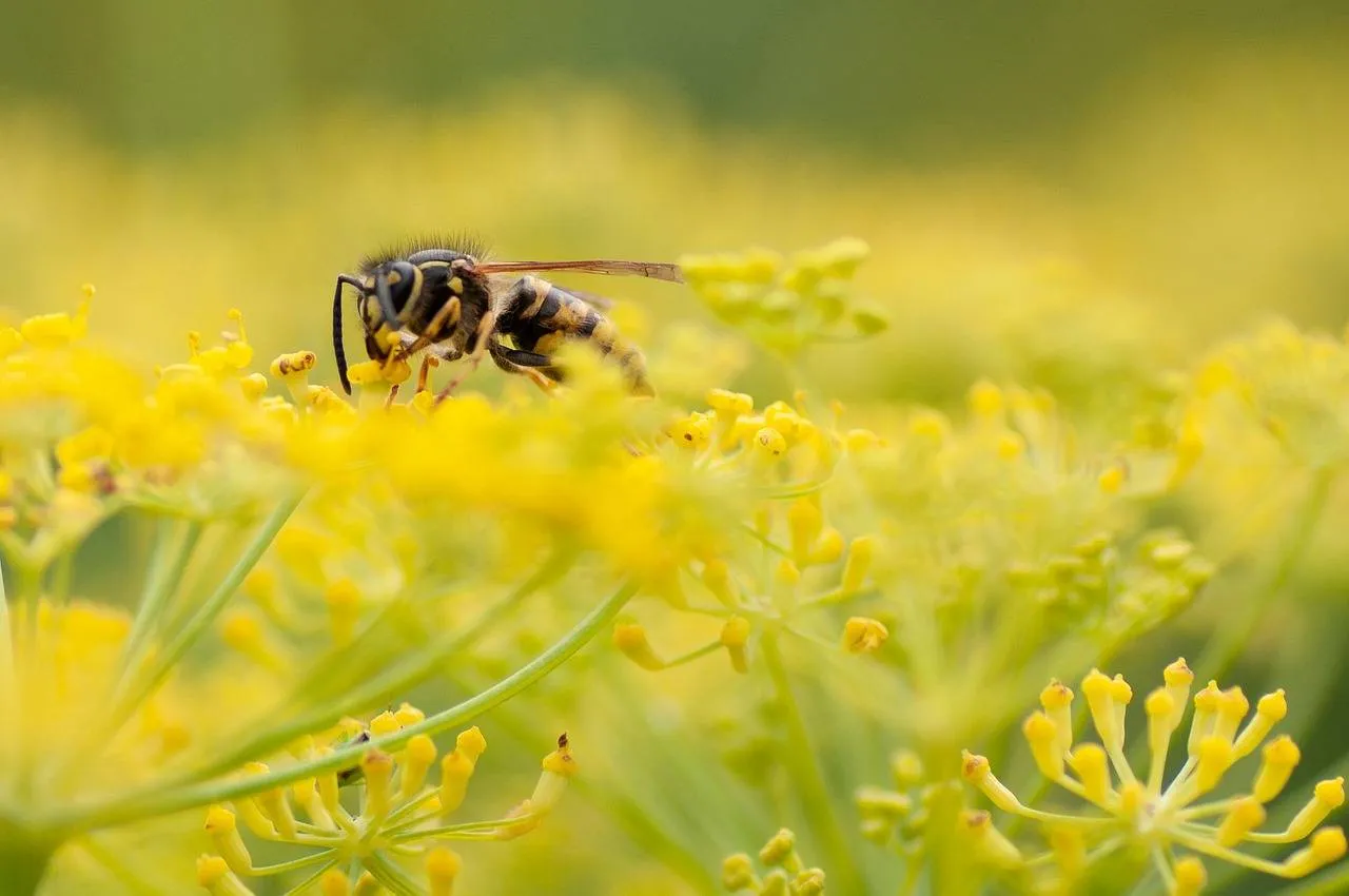 wasp-7767079_1280