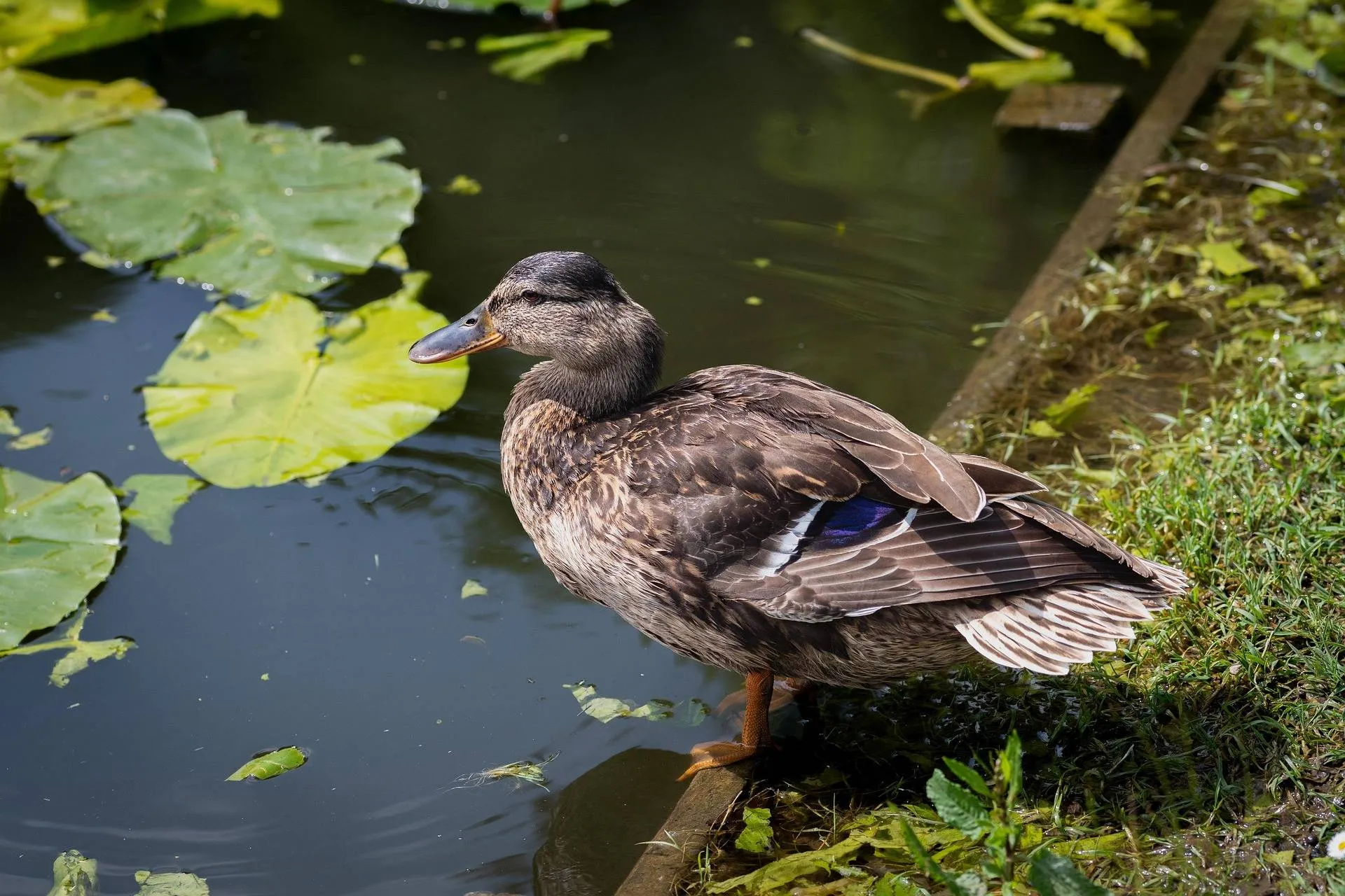 dendoktoor-duck-8297668_1920