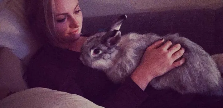 vermist konijn rijen