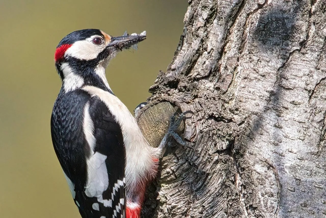 great spotted woodpecker 7167422 1280