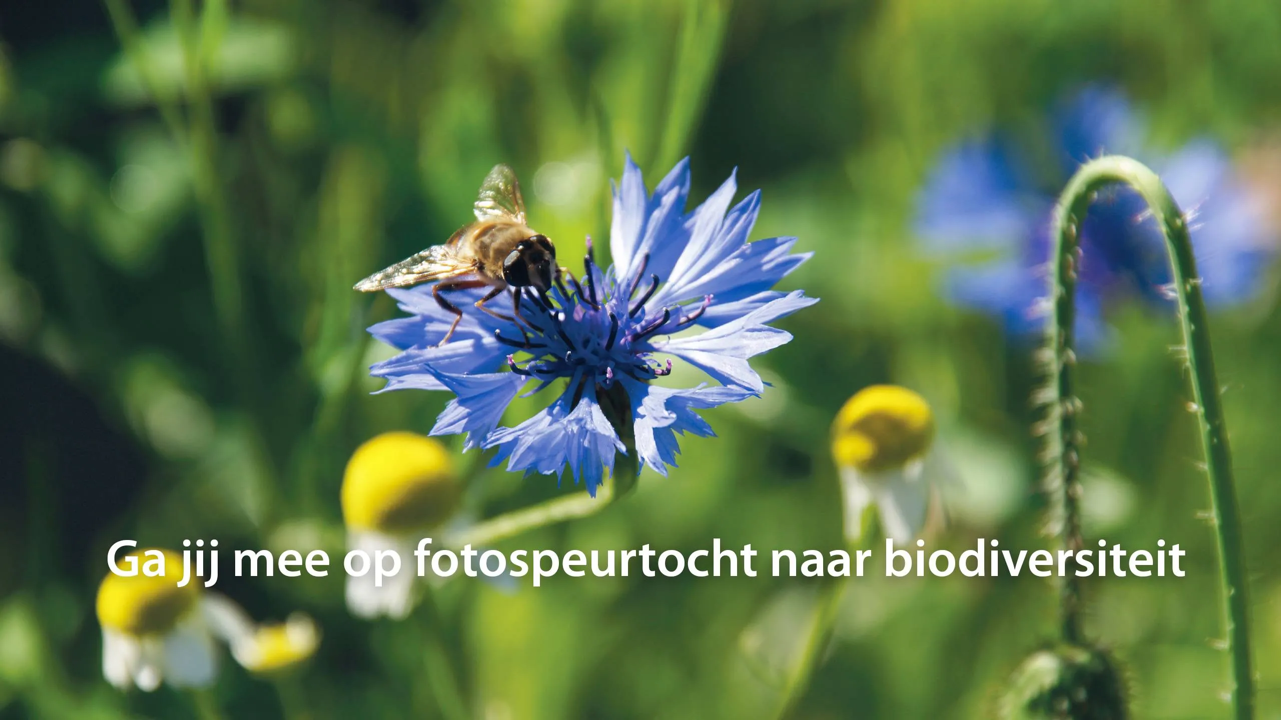 FOTOSPERURTOCHT BIODIVERSITEIT