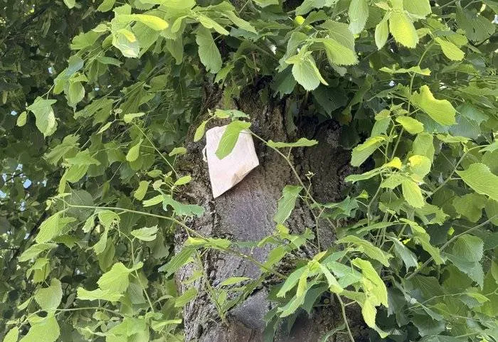 csm_2026-06-02_GR_Lieveheersbeestjes_in_bomen__2__41ba6fc71b