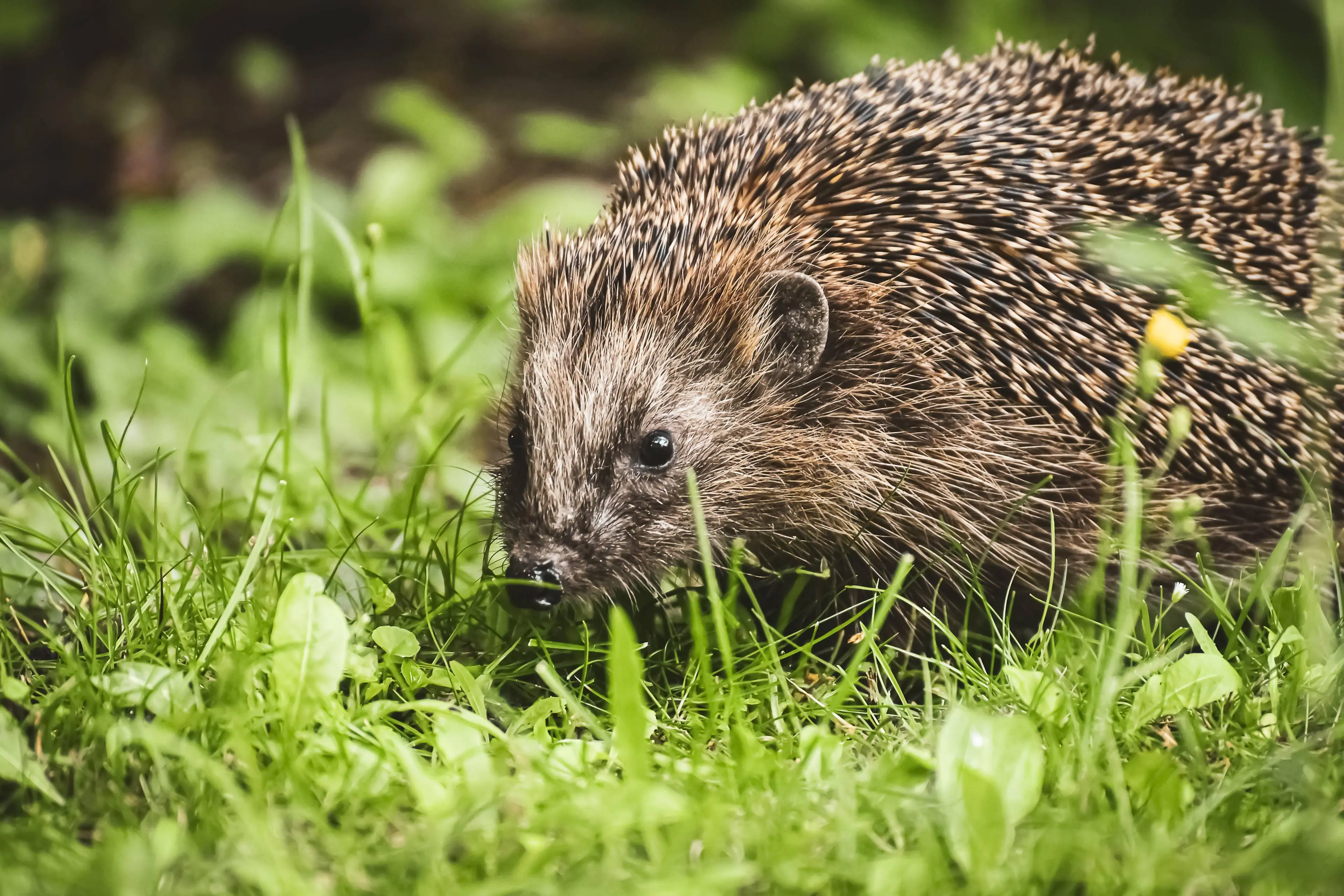 alexas_fotos-woodland-hedgehog-5544642