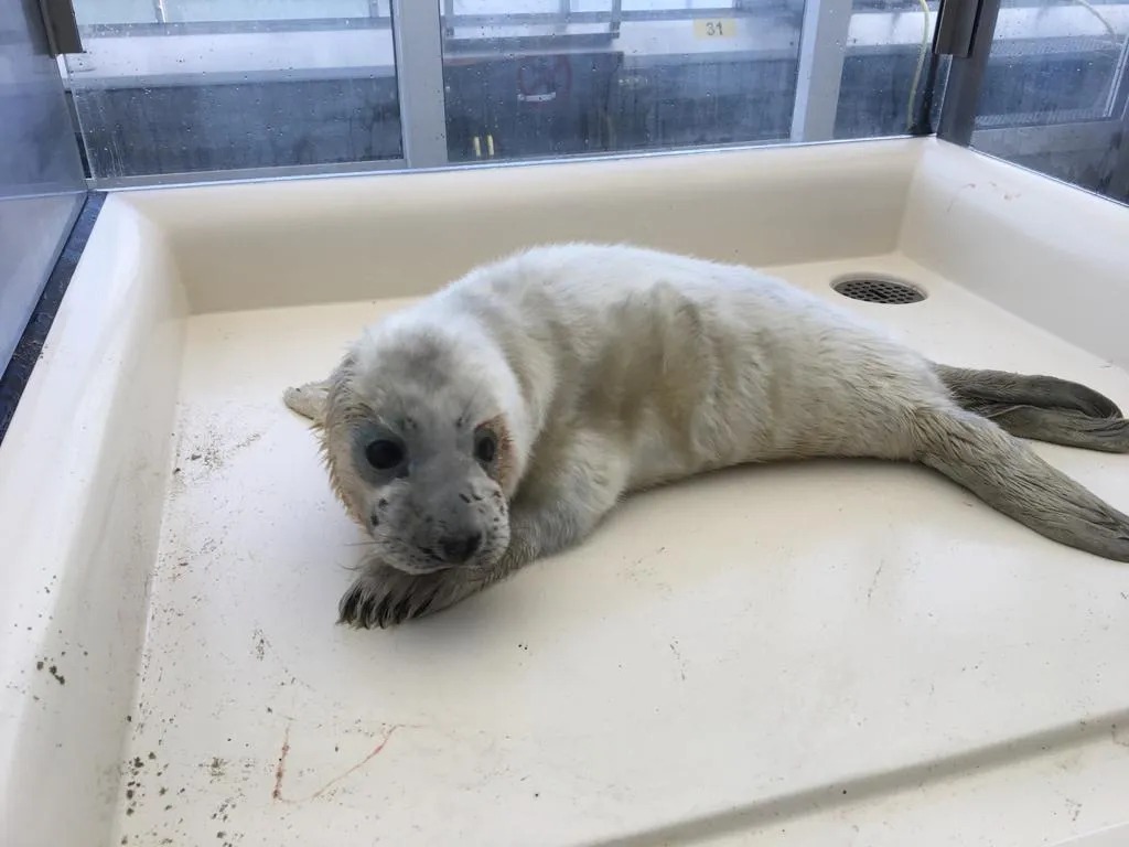 grijze zeehondenpup eerste van het seizoen stichting a seal