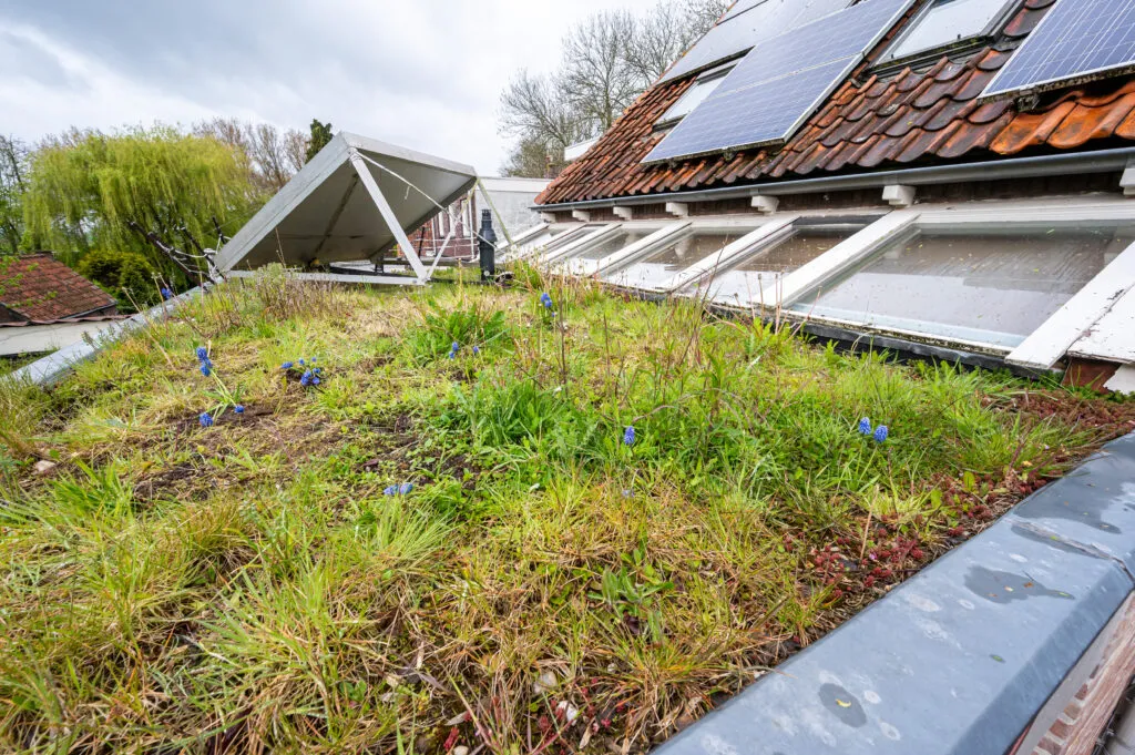 groen dak ooltgensplaat