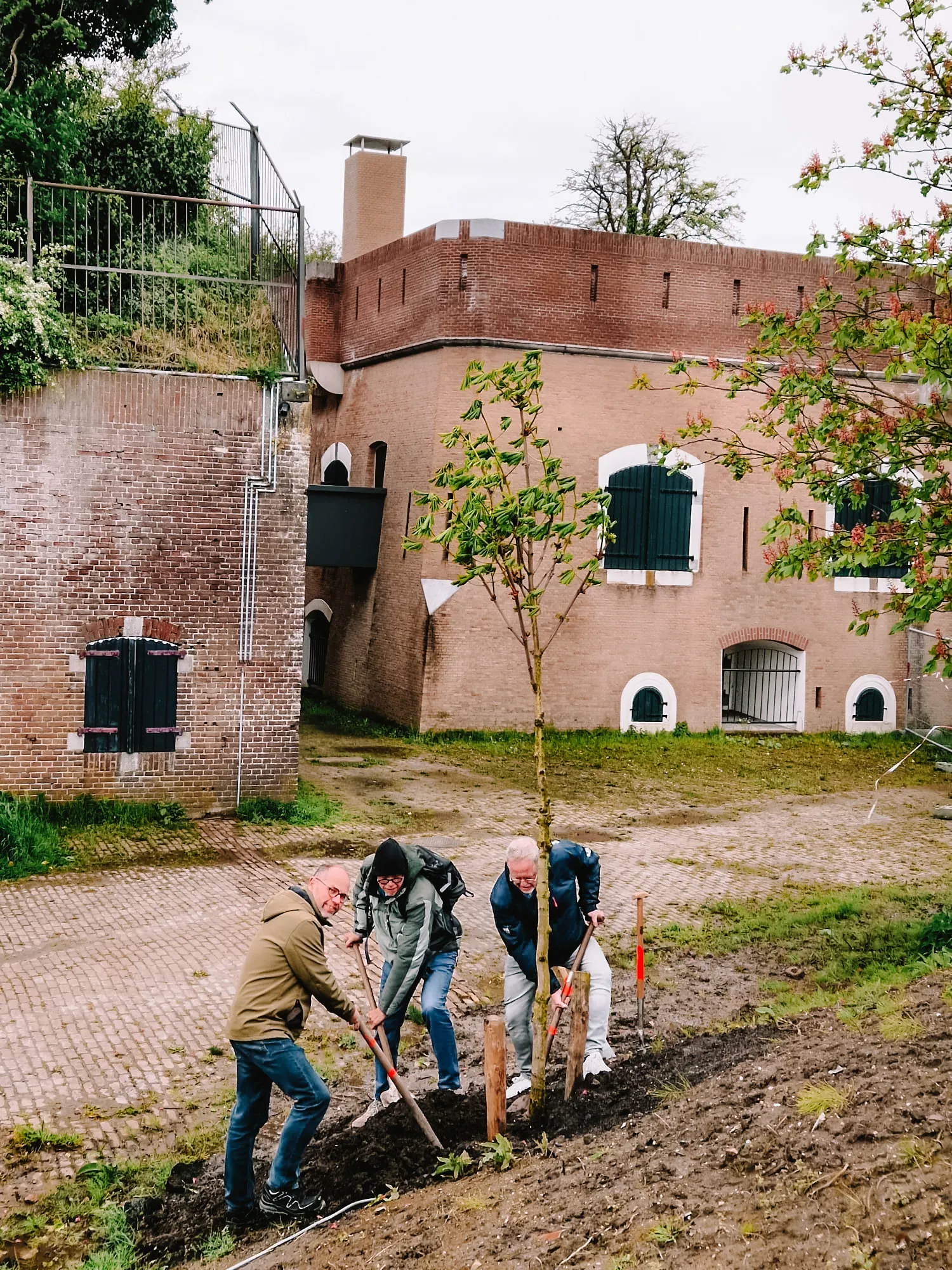 Kastanjeboom geplant op het Fort in Ooltgensplaat