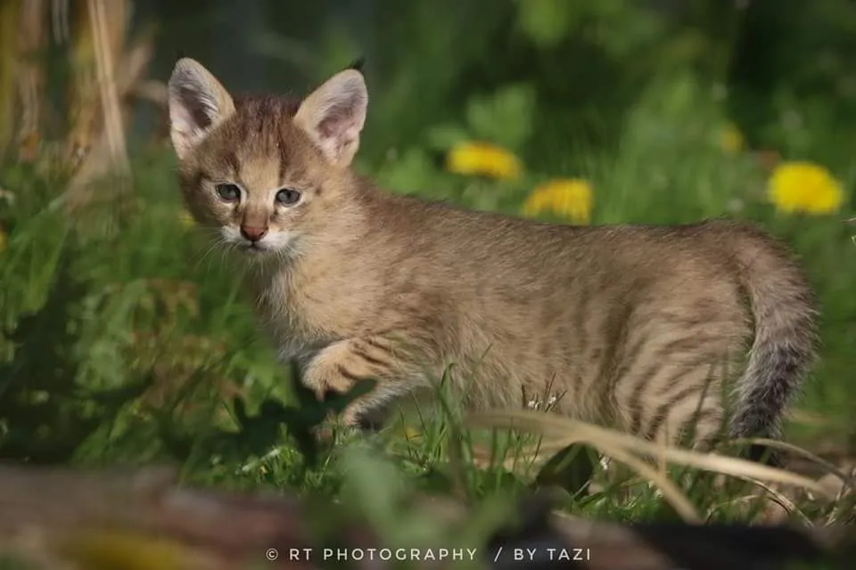 kitten moeraskat faunapark flakkee