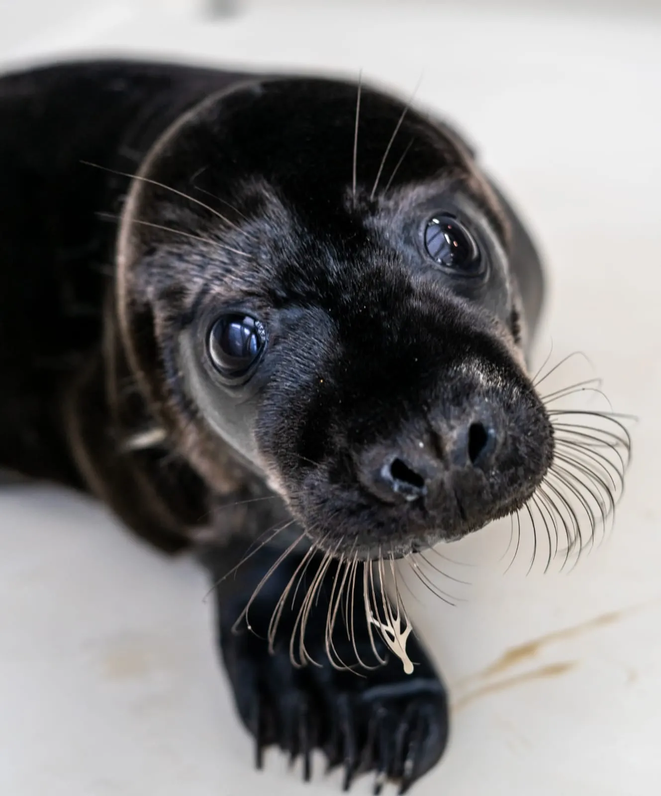 melanie zwarte zeehond a seal