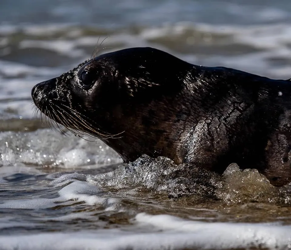 melanie zwarte zeehond weer vrij