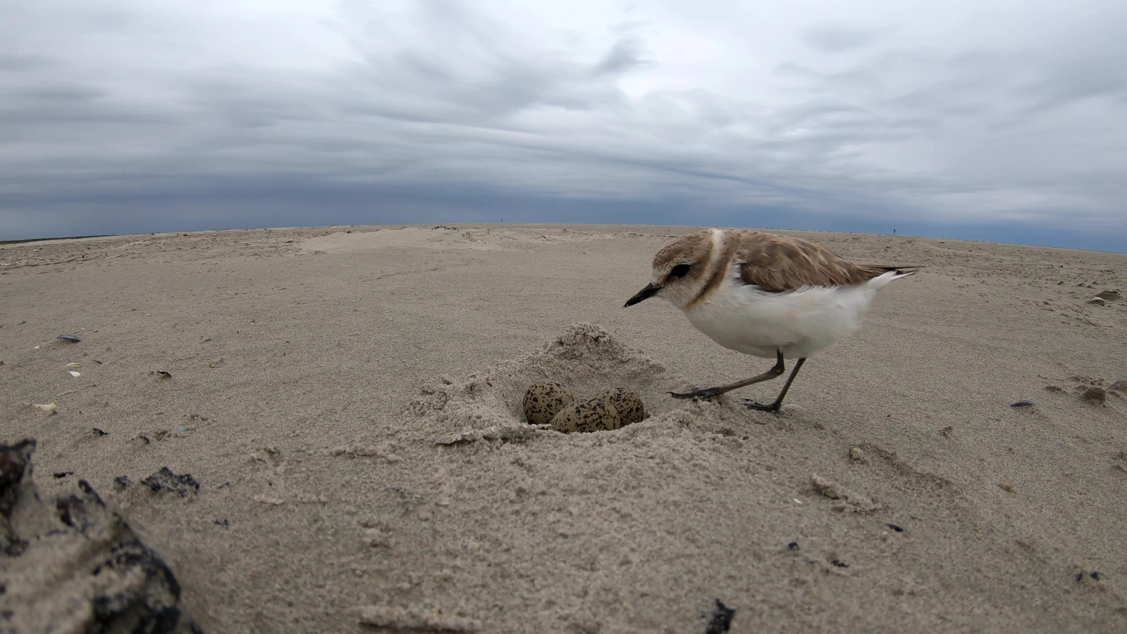 strandplevier door johan krol