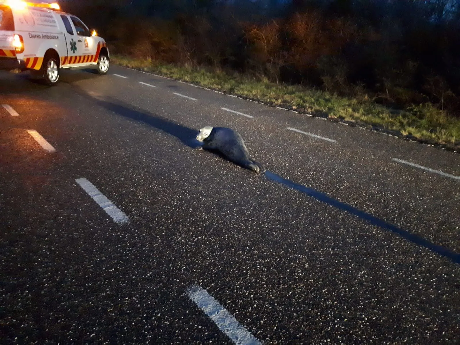 zeehond op de weg