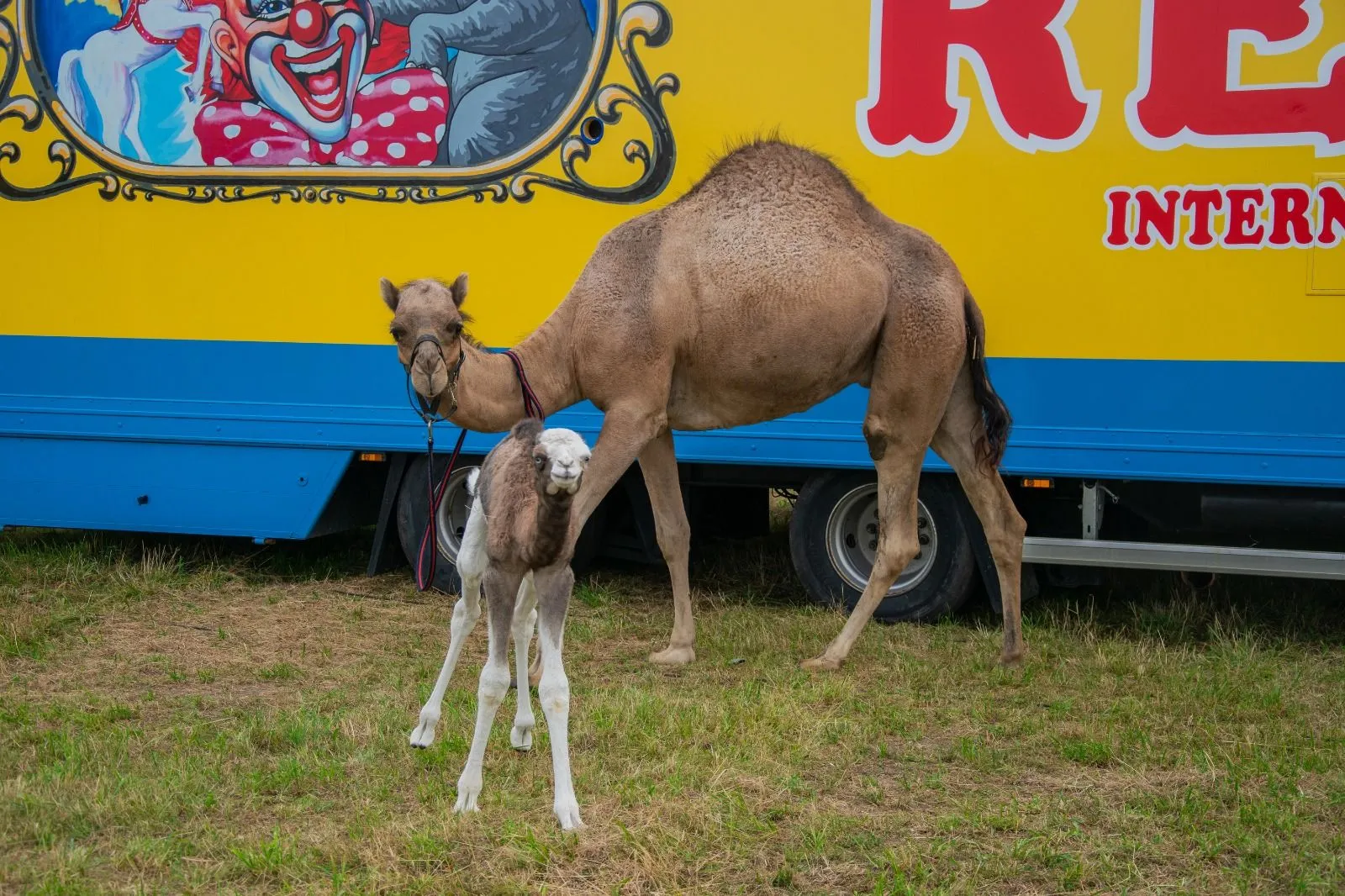 Baby tulus geboren bij Circus Renz in Ouddorp