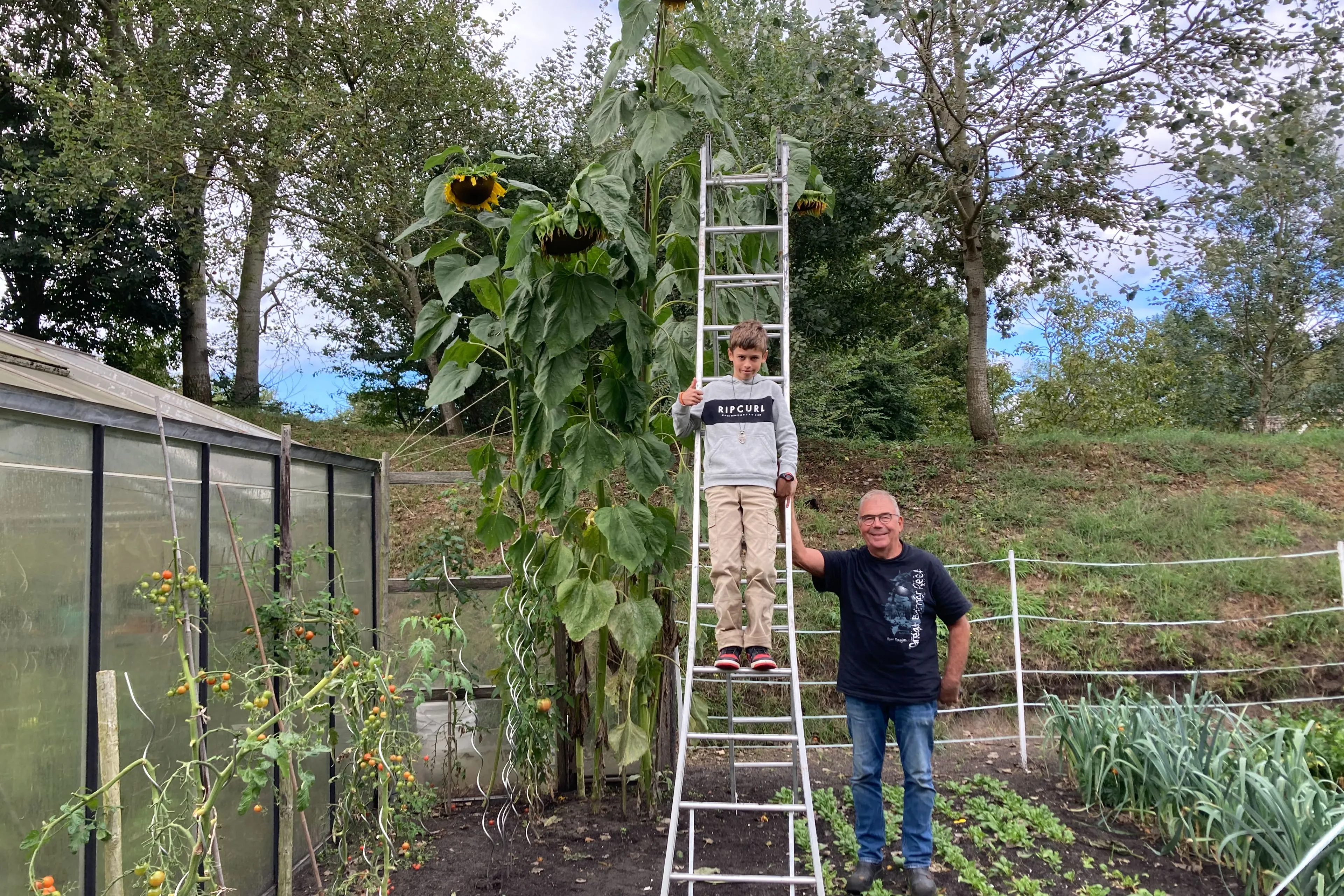 Kevin heeft de hoogste zonnebloem van het eiland