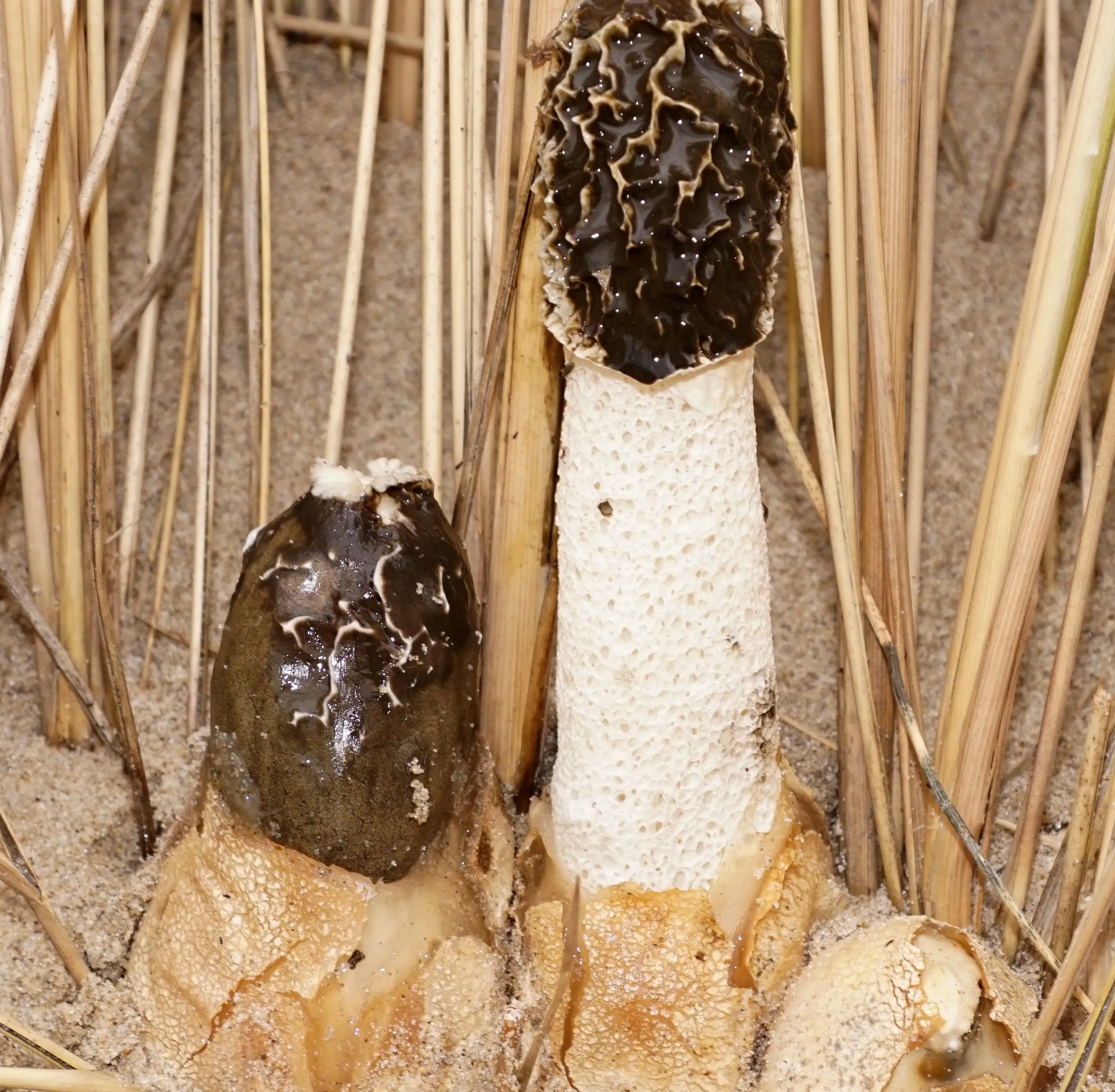 Op zoek naar de stinkzwam in de duinen