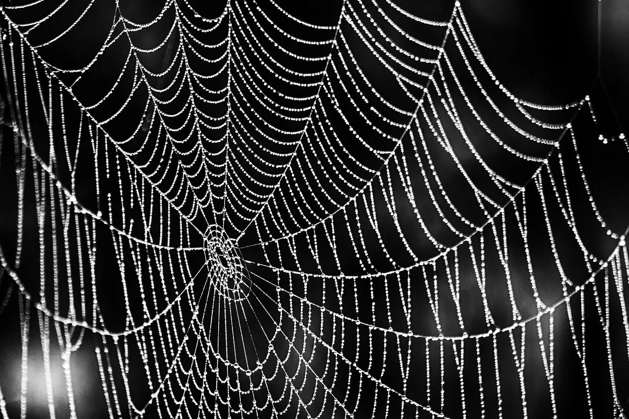 Niet alleen meer, maar ook grotere spinnen