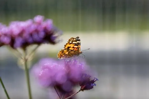 vlinder vergroenen natuurinclusief