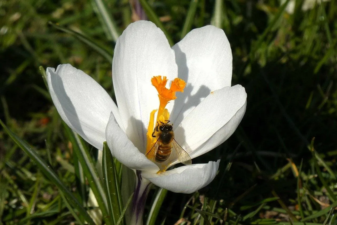 Zuid-Holland zet de bloemetjes buiten voor de wijkbij
