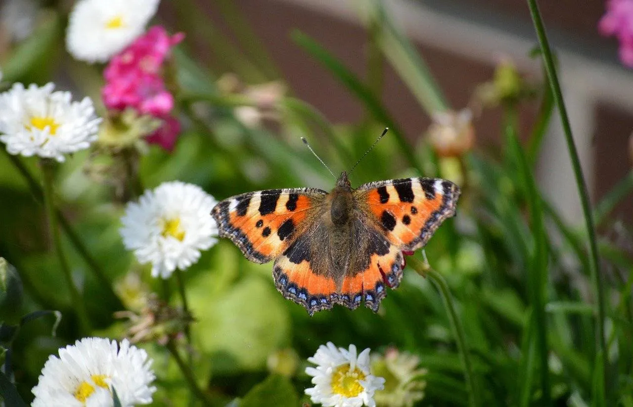 Met 10 procent leefgebied herstellen bestuivers niet