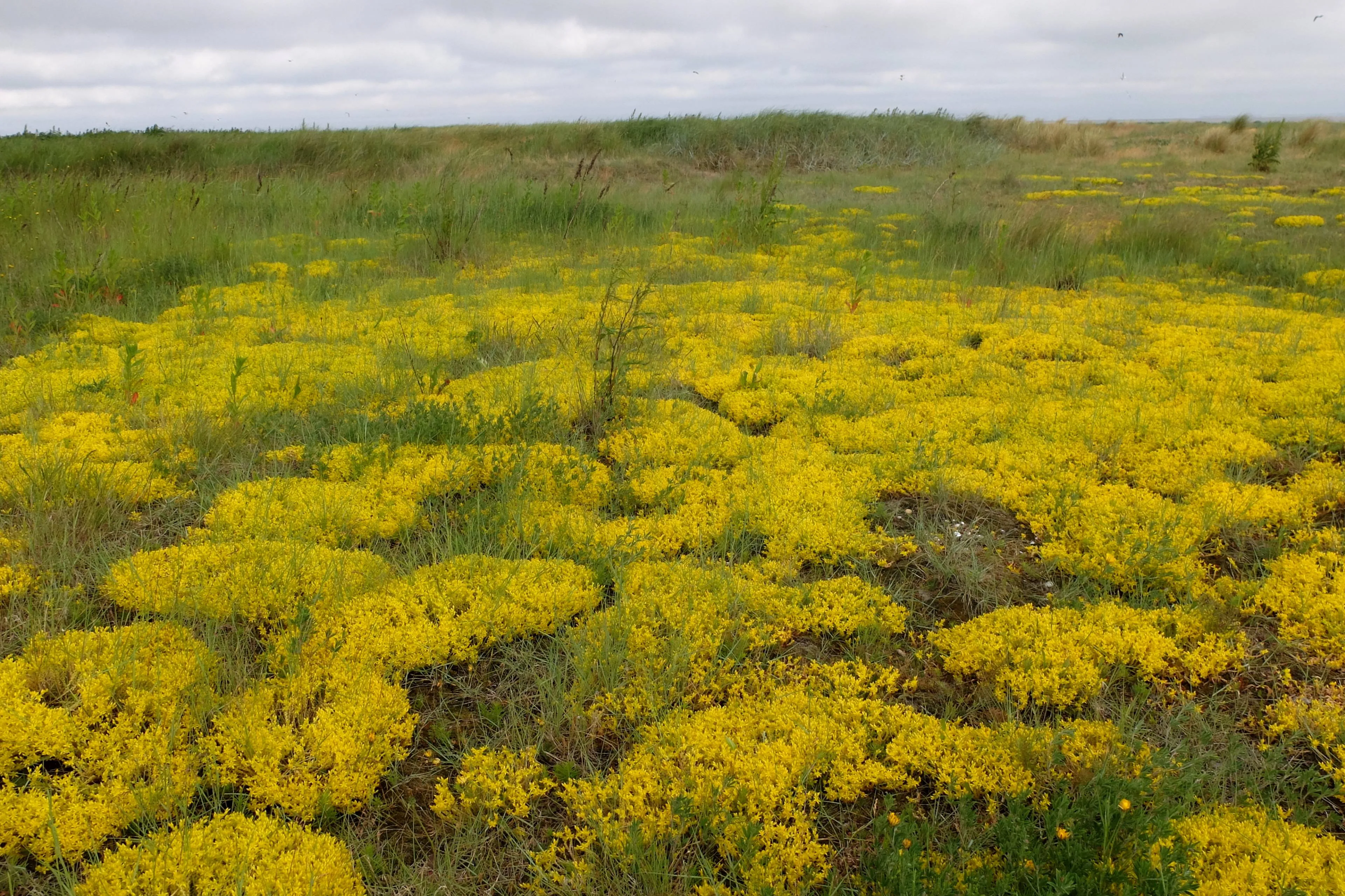Op zoek naar muurpeper in de duinen