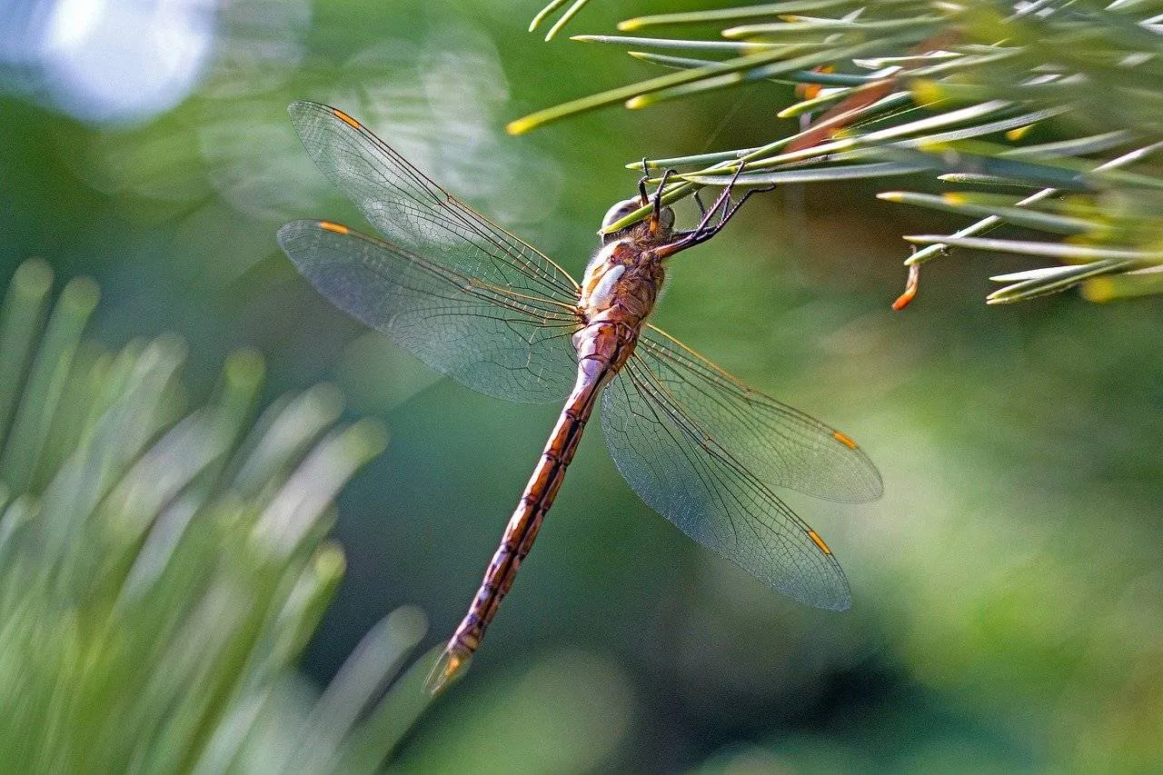 Najaarslibellen zijn komende tijd volop te zien