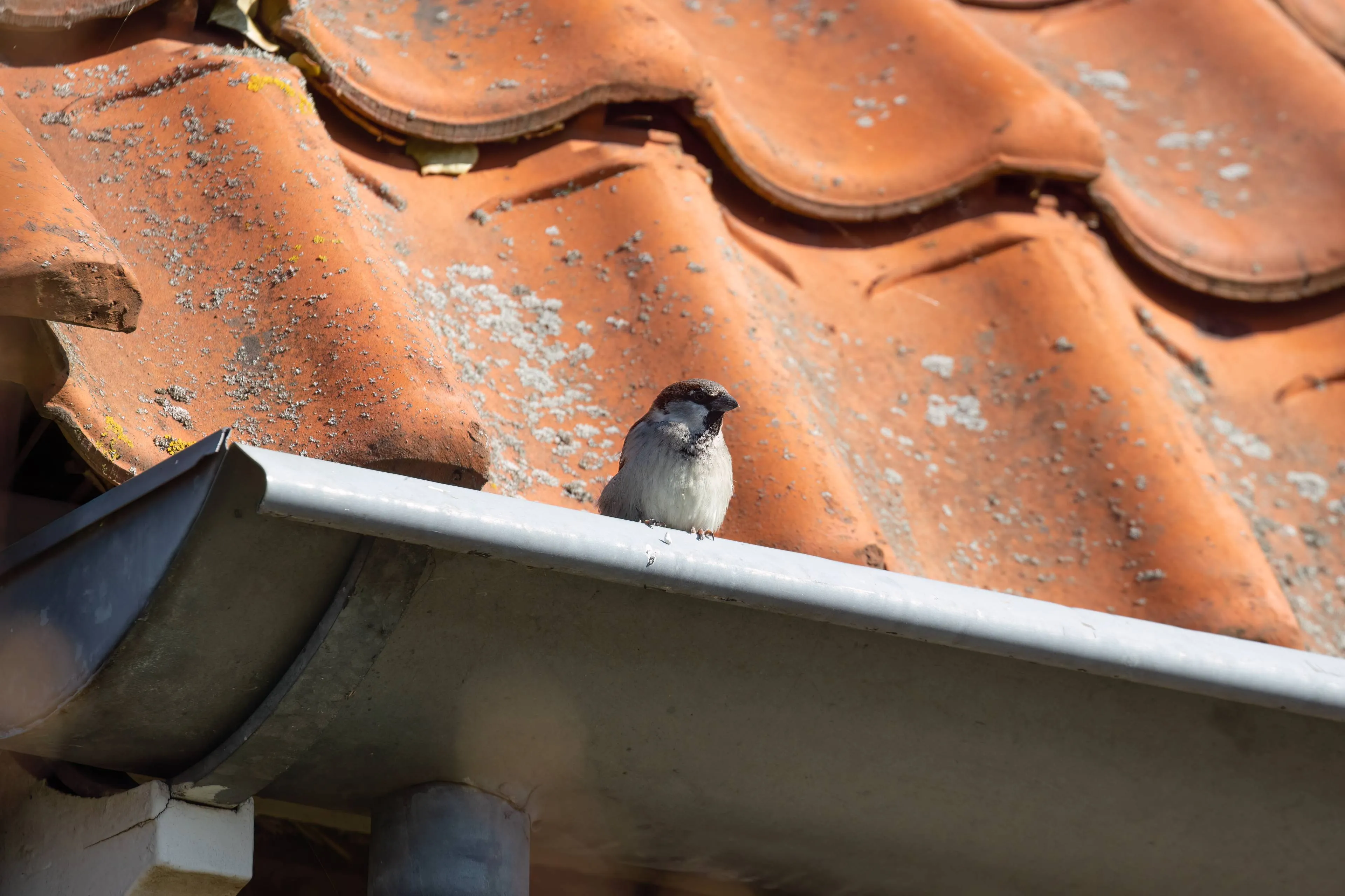 Foto_BlomEcologie_Huismus