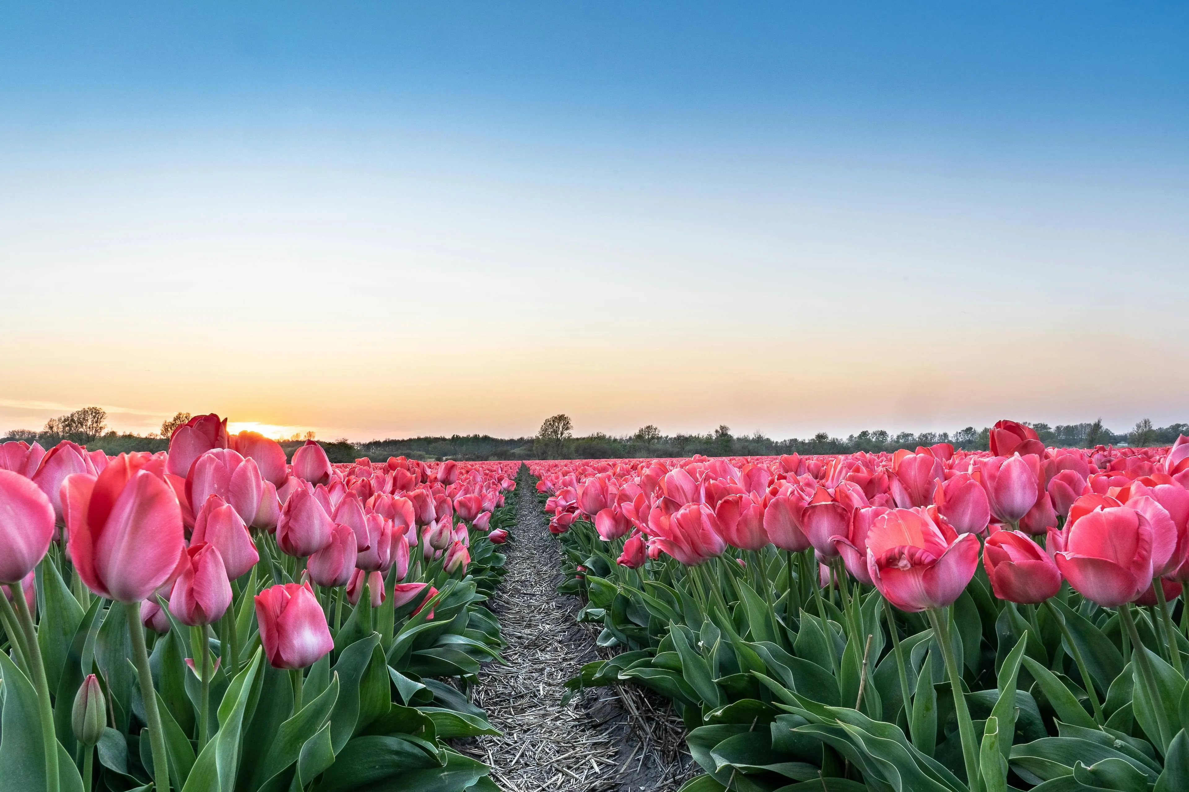 Tulpenvelden op Goeree-Overflakkee blijven groeien, maar passen zich aan