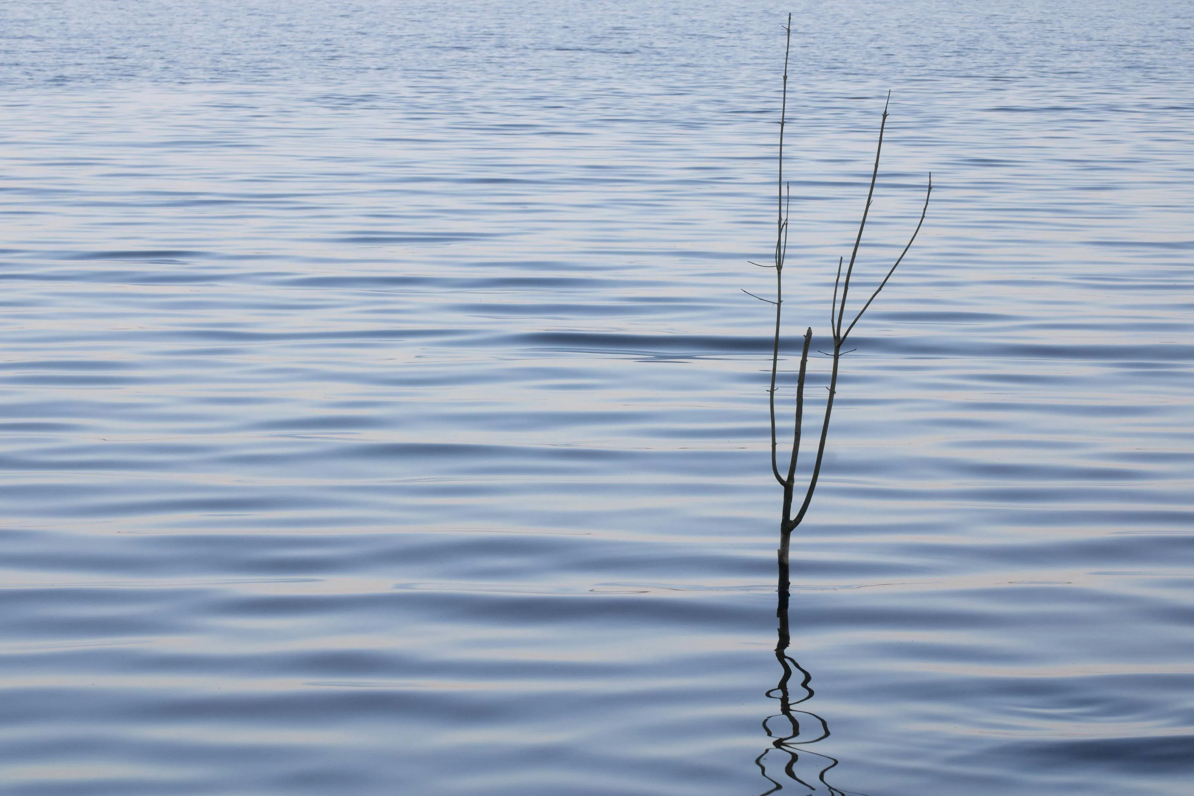 pexels-mirkofabian-11530561