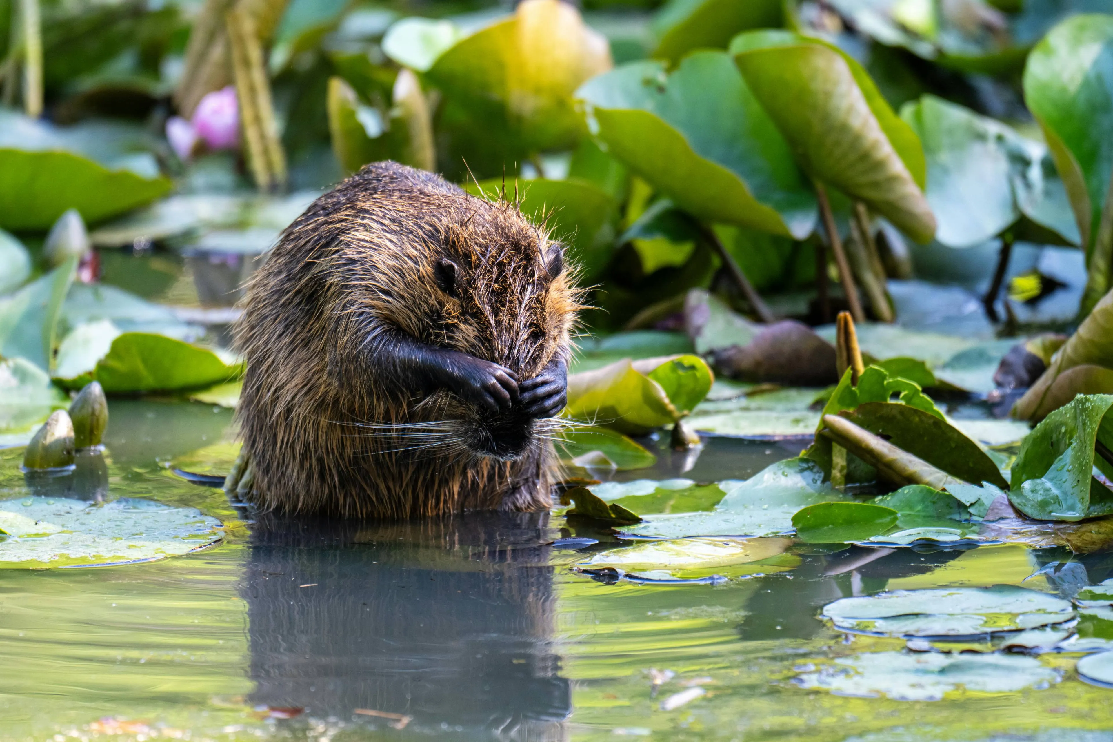 pexels-railgunbreaker-31802369
