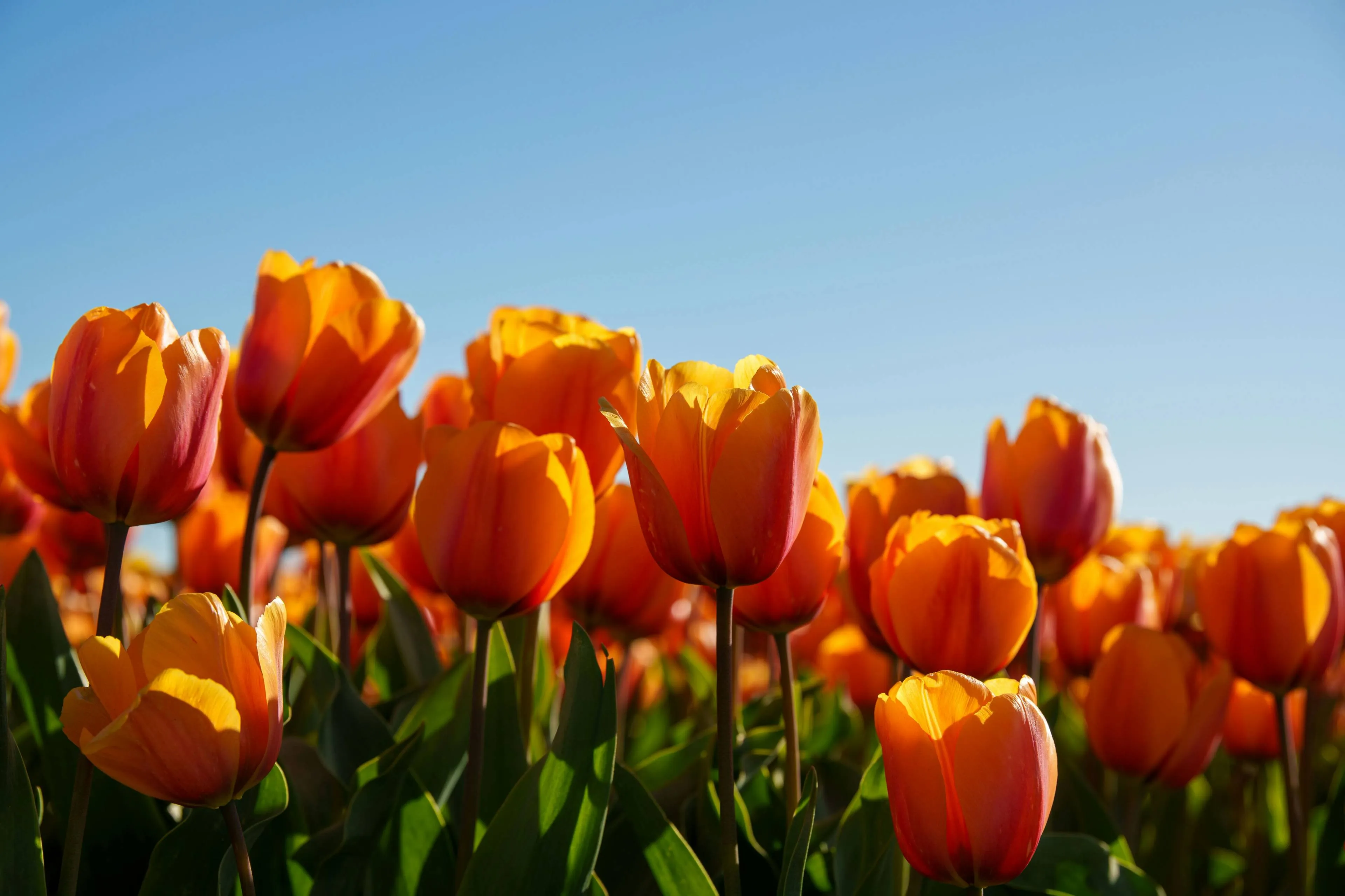 Goedemorgen, het is vandaag koningsdag