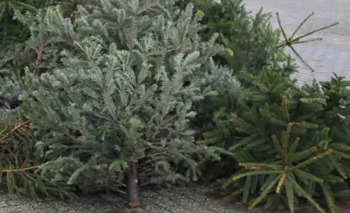 csm_kerstbomen_afval_2017_e27e0f25f2