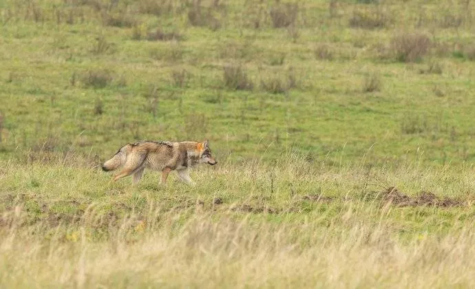 csm_20260411_Grijze-wolf-Nederland_2155c5de3e