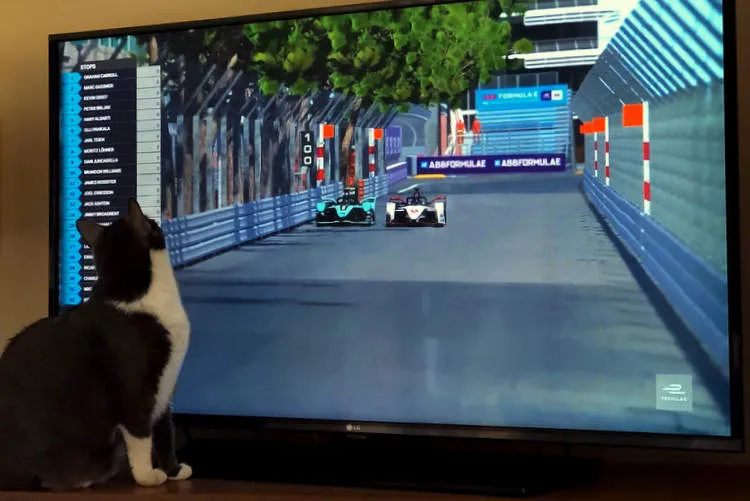 cat watches motor racing formula e monaco sim racing virtual