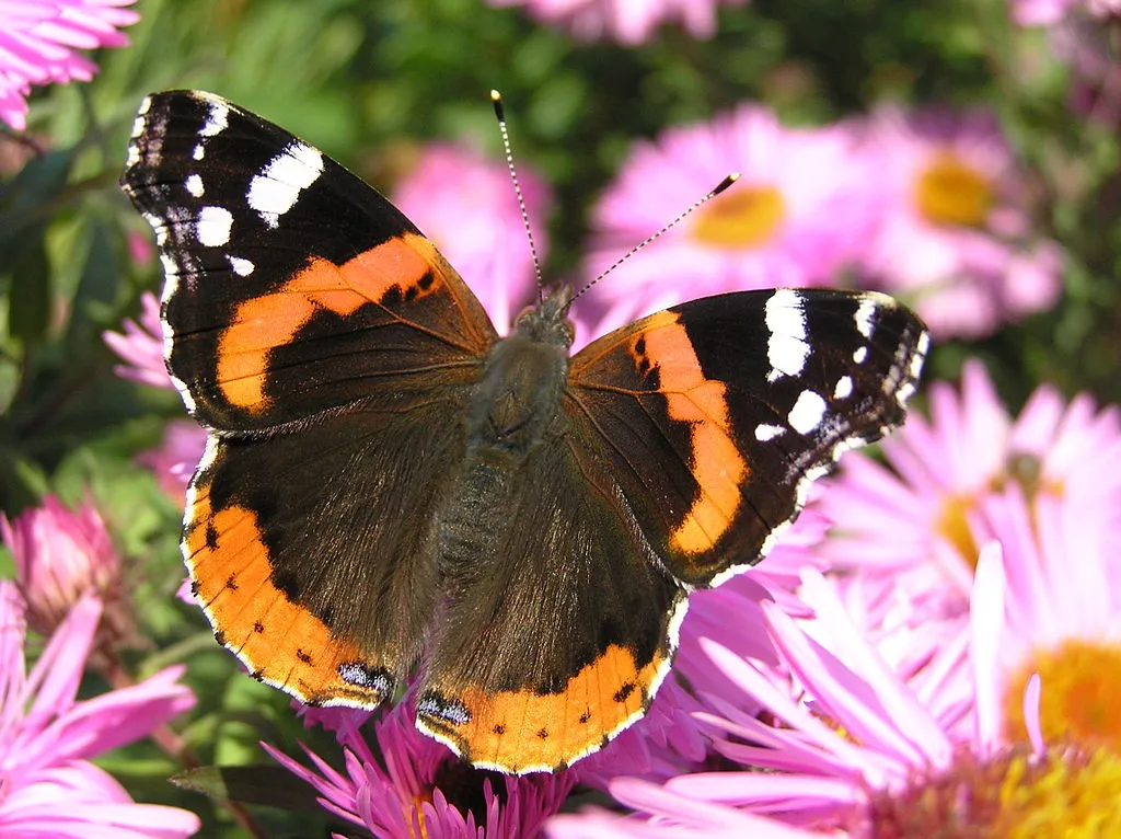 1024px vanessa atalanta brok beentree cc by sa 30 commons wikimedia