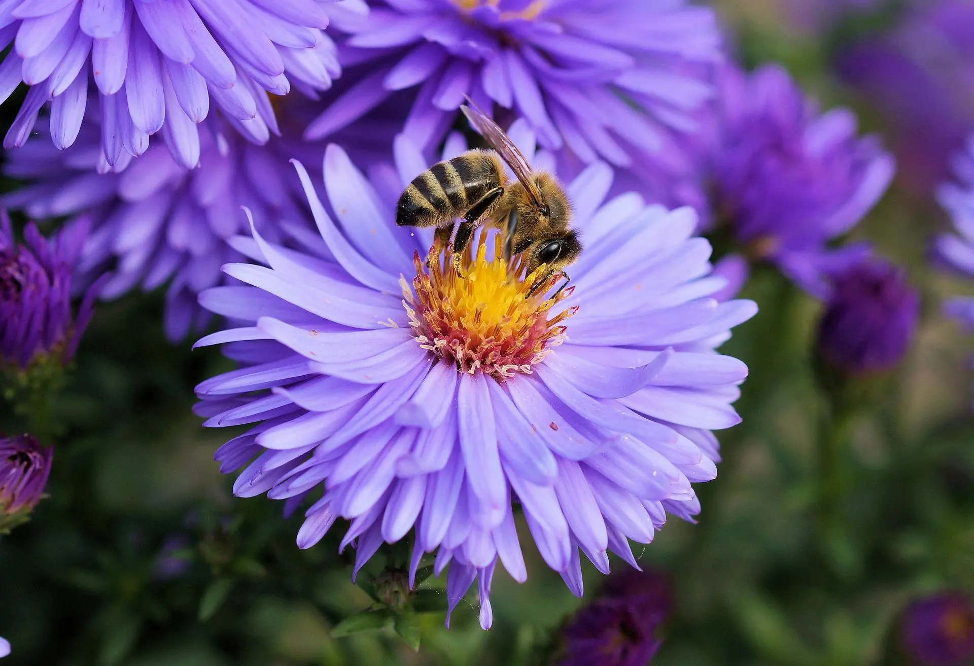 bee gf59a742d6 1920 bij
