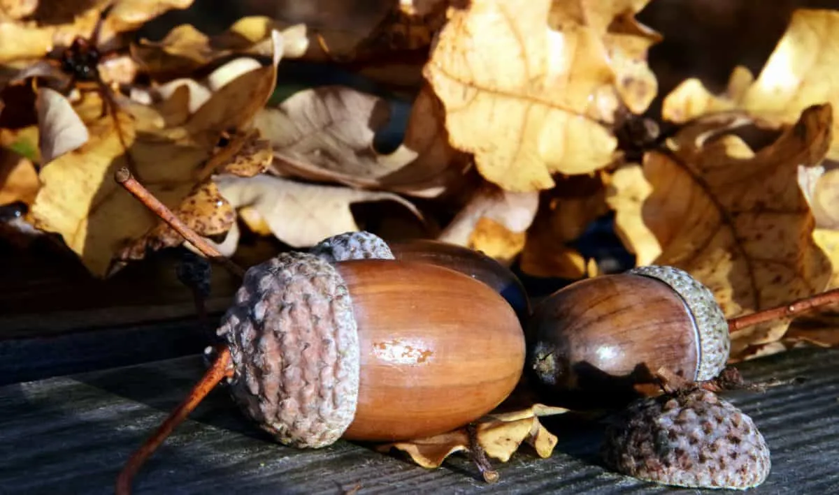 eikels herfst zonnig pixnio
