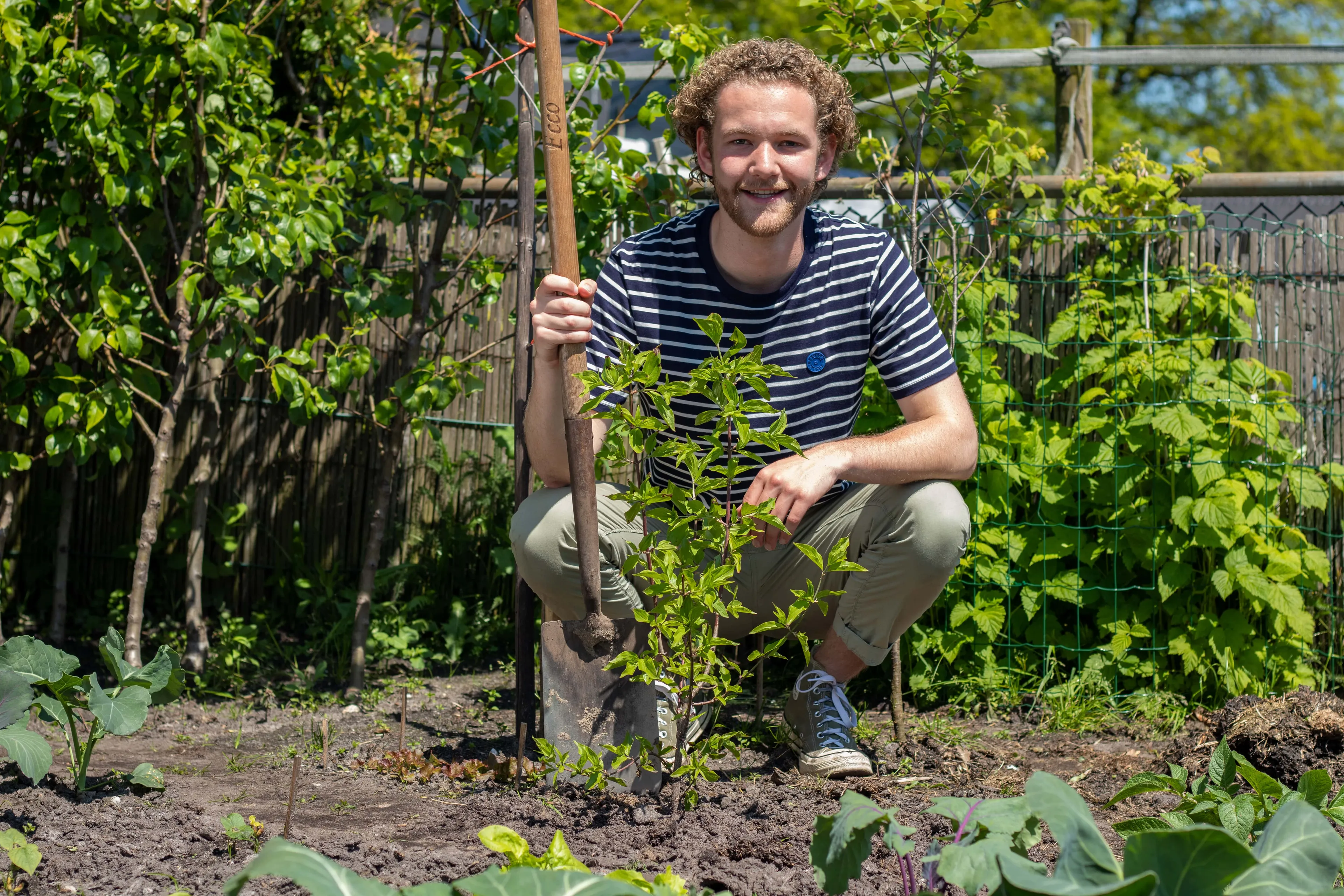 foto persbericht bomen zijn baas