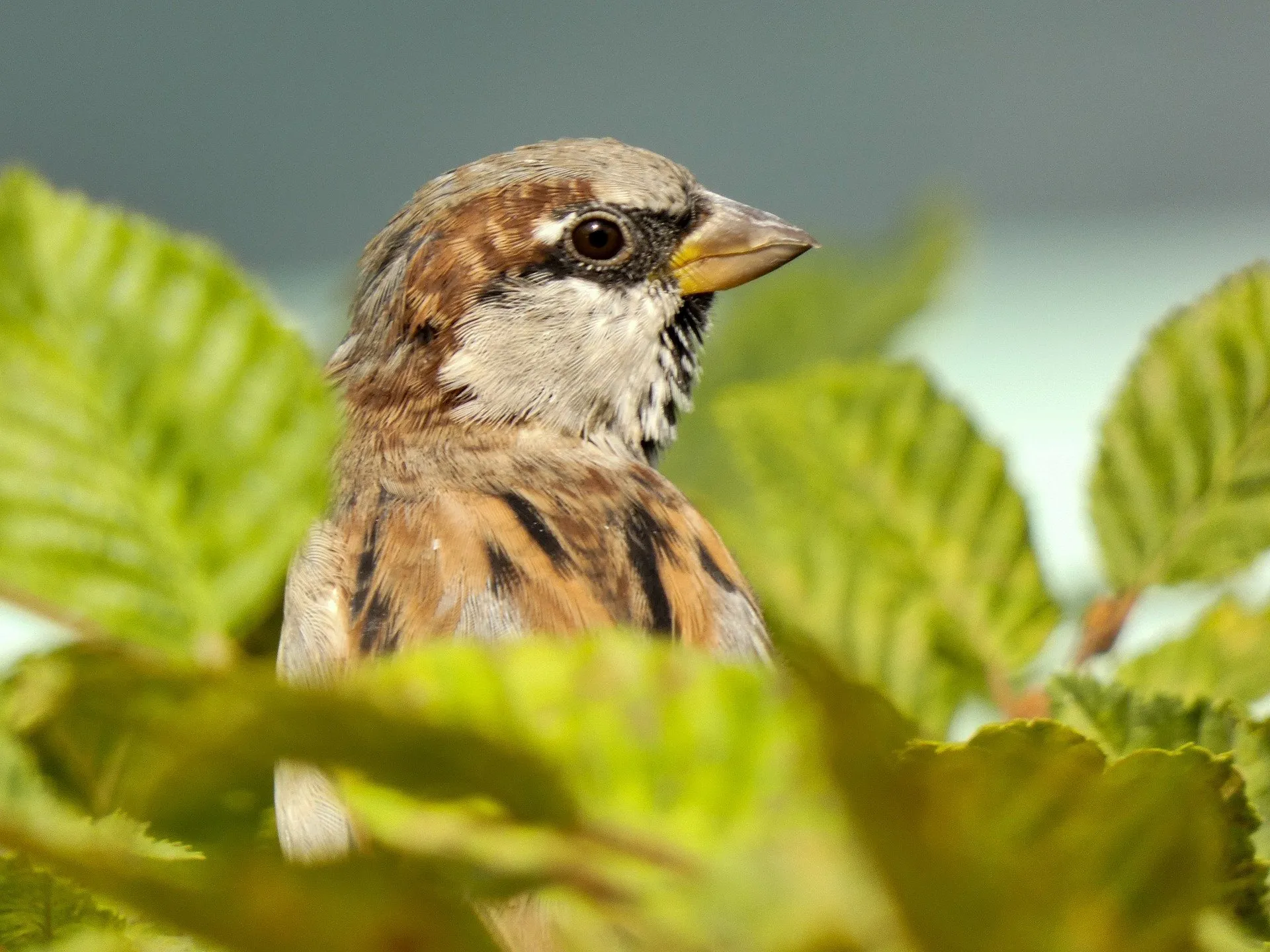 Nationale Tuinvogeltelling van start; de klok luidt voor vogels