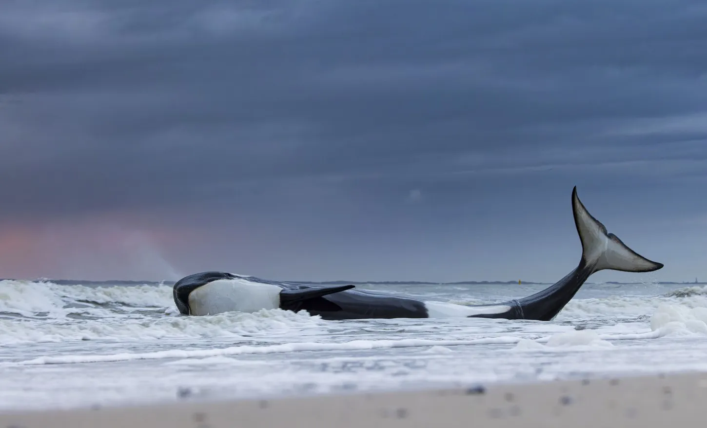 last gasp by lennart verheuvel wildlife forum groningen