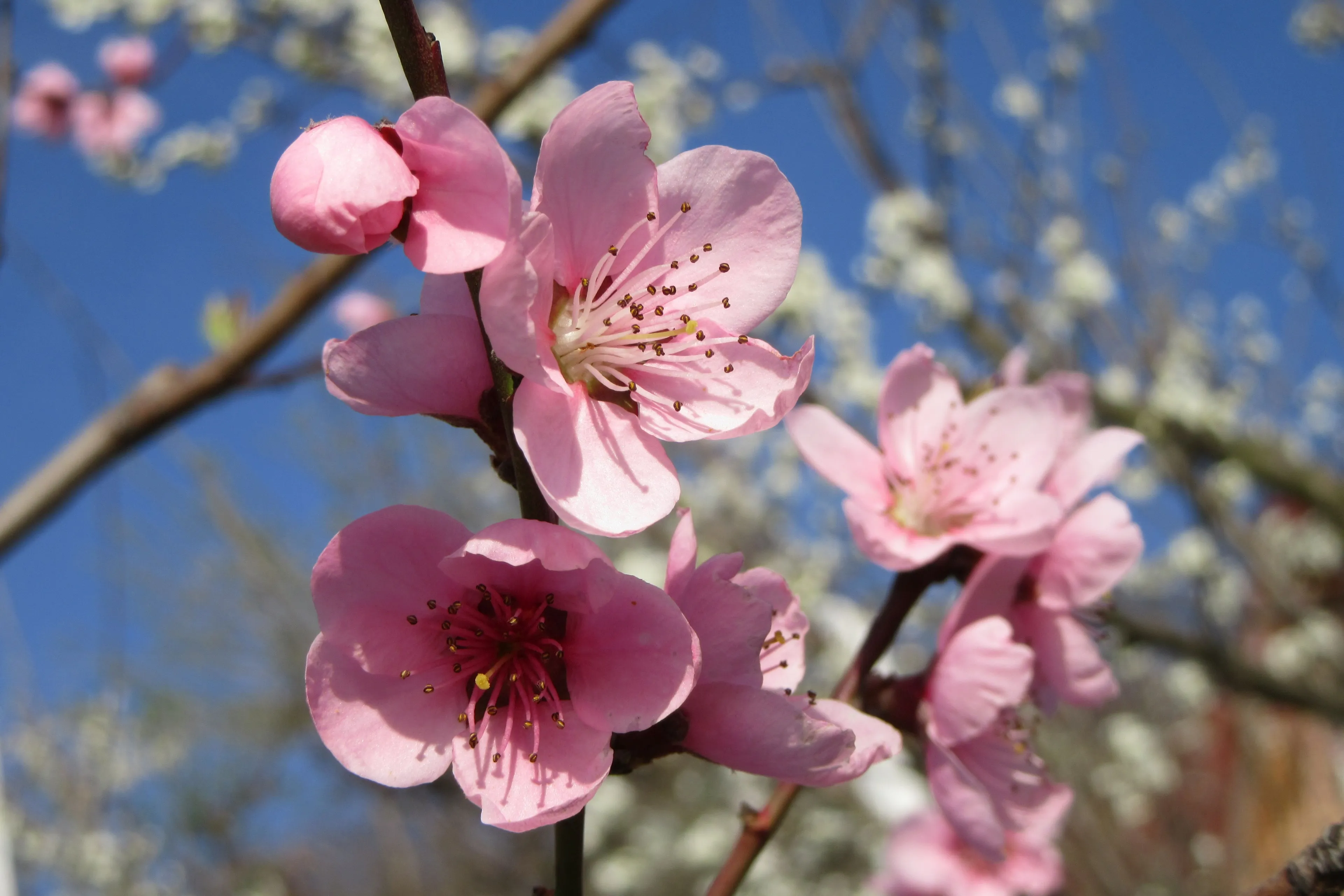 tree branch blossom plant sky fruit 1043131 pxherecom