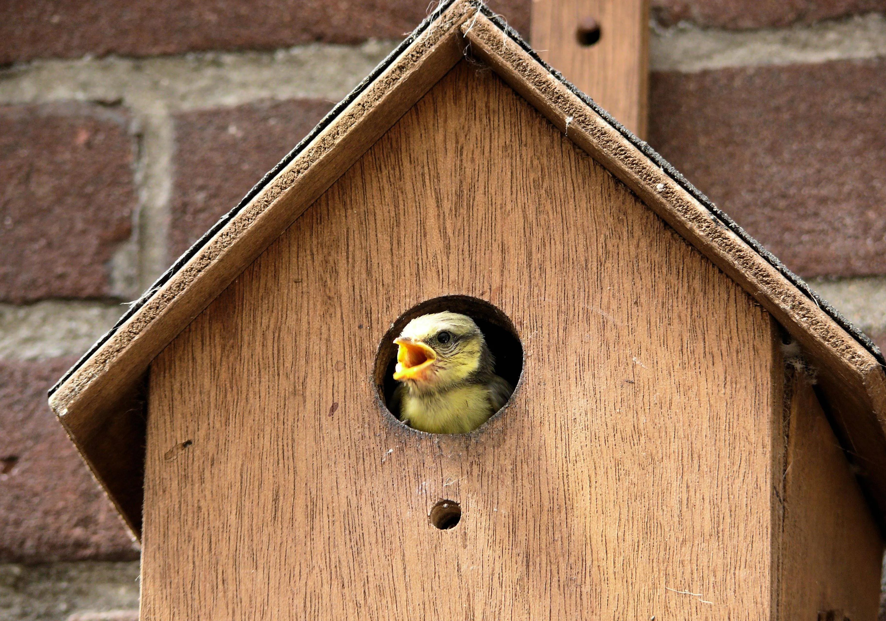 bird-wing-wood-birdhouse-shape-old-world-flycatcher-857285-pxhere.com
