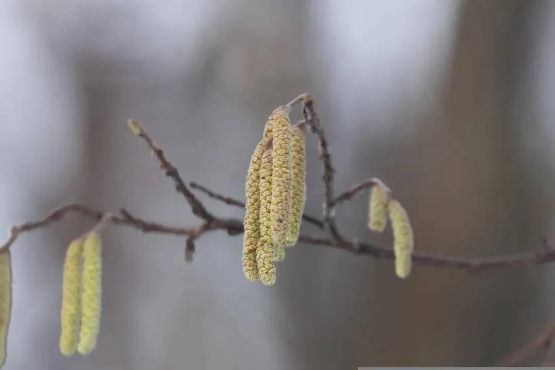 els-pollen-annailarionova-pixabay