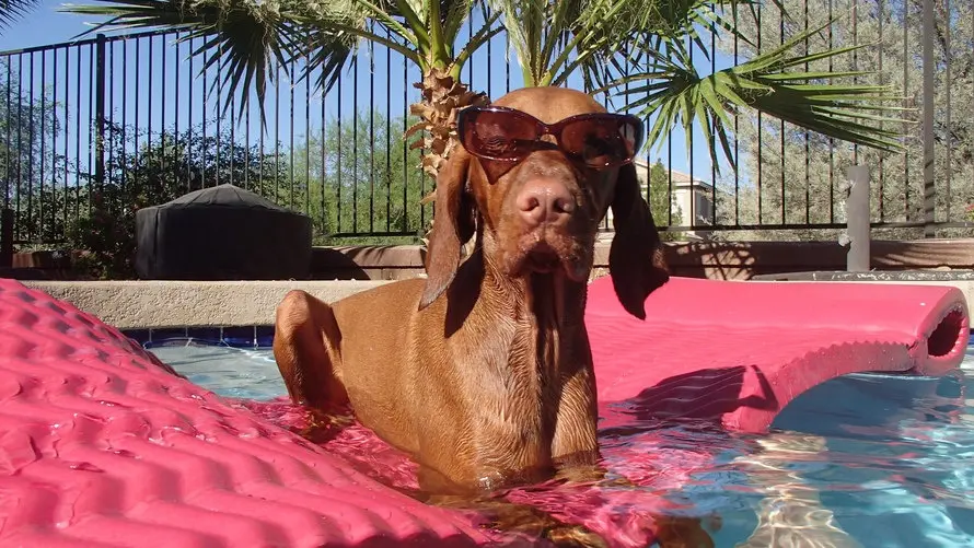 dog-pool-julie-holmes