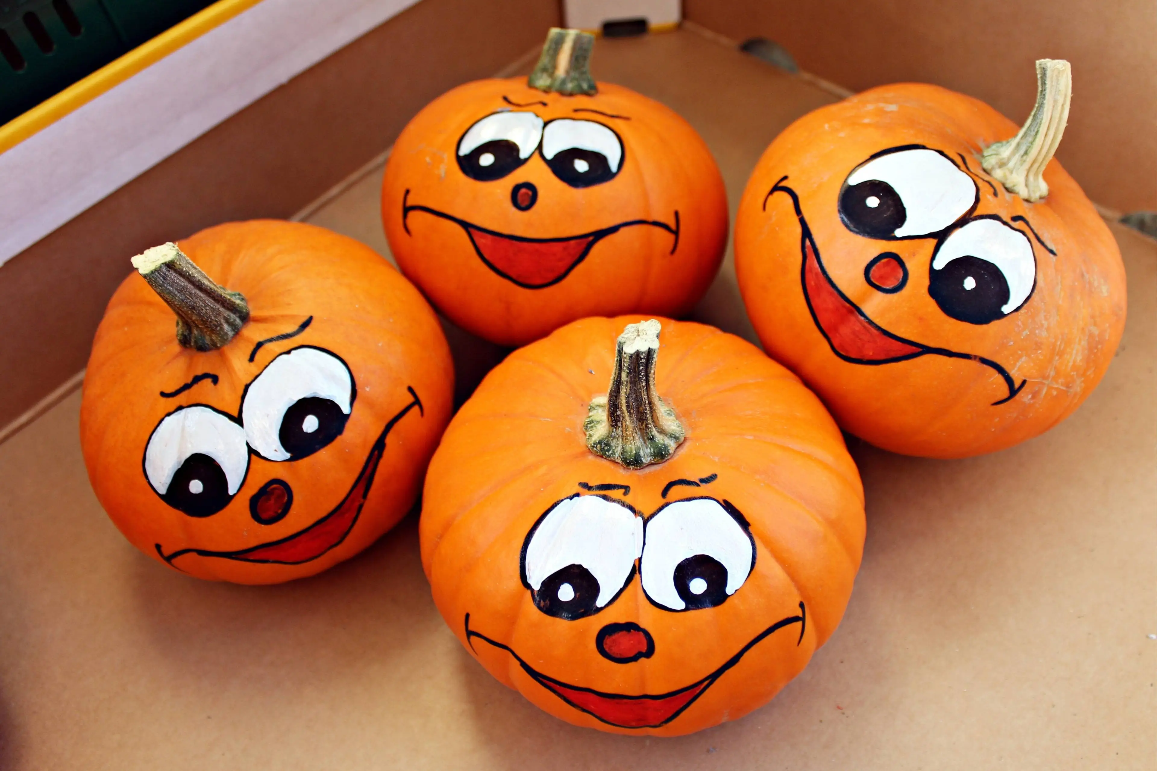 avantrend-pumpkin-448842