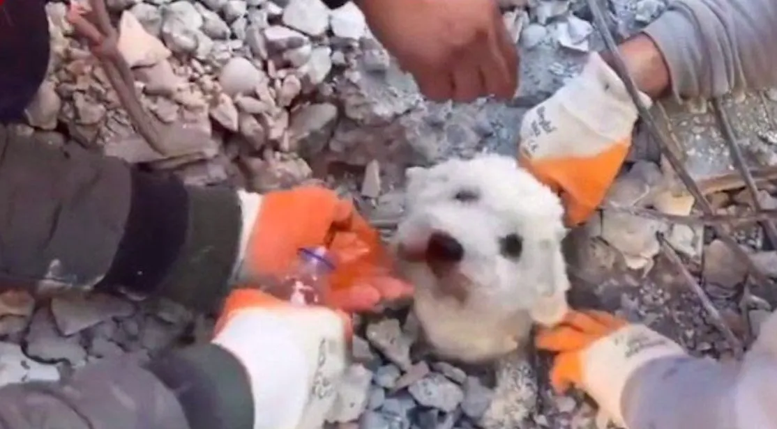 Heldhaftige hond bevrijd na 90 uur begraven te zijn onder het puin van aardbeving in Turkije