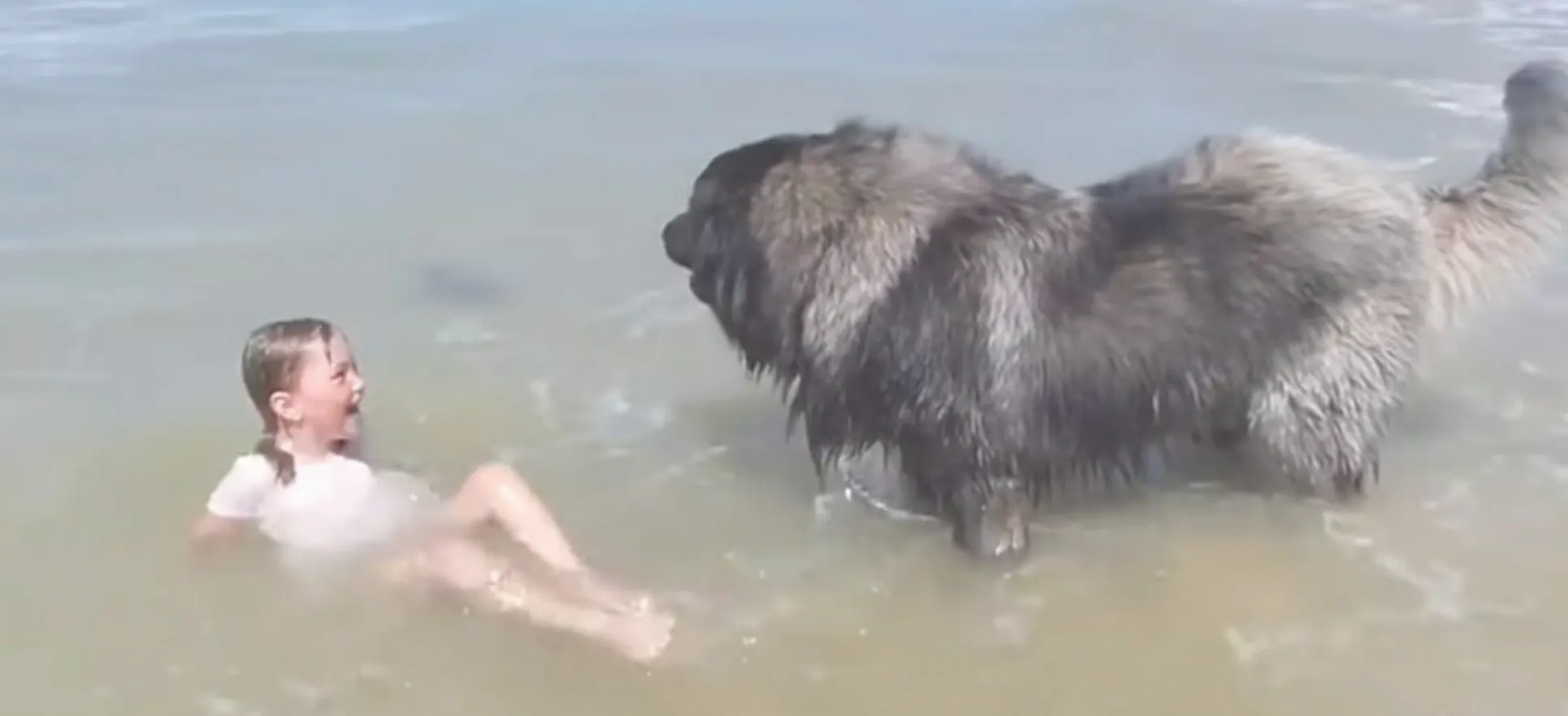 Een grote hond merkt dat er iets mis is met haar kleine baasje en voert dan een geweldige reddingsoperatie uit