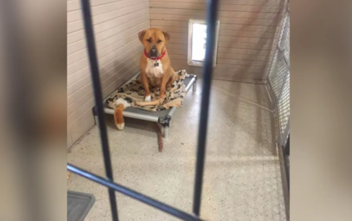 Geen gevangenisstraf voor man die eigen hond doodde